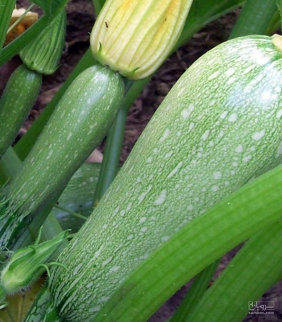 فروش کدو  سبز