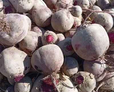 فروش چغندر لبو