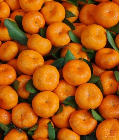 فروش نارنگی