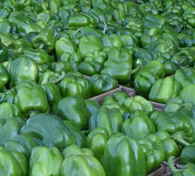 فروش فلفل دلمه ای