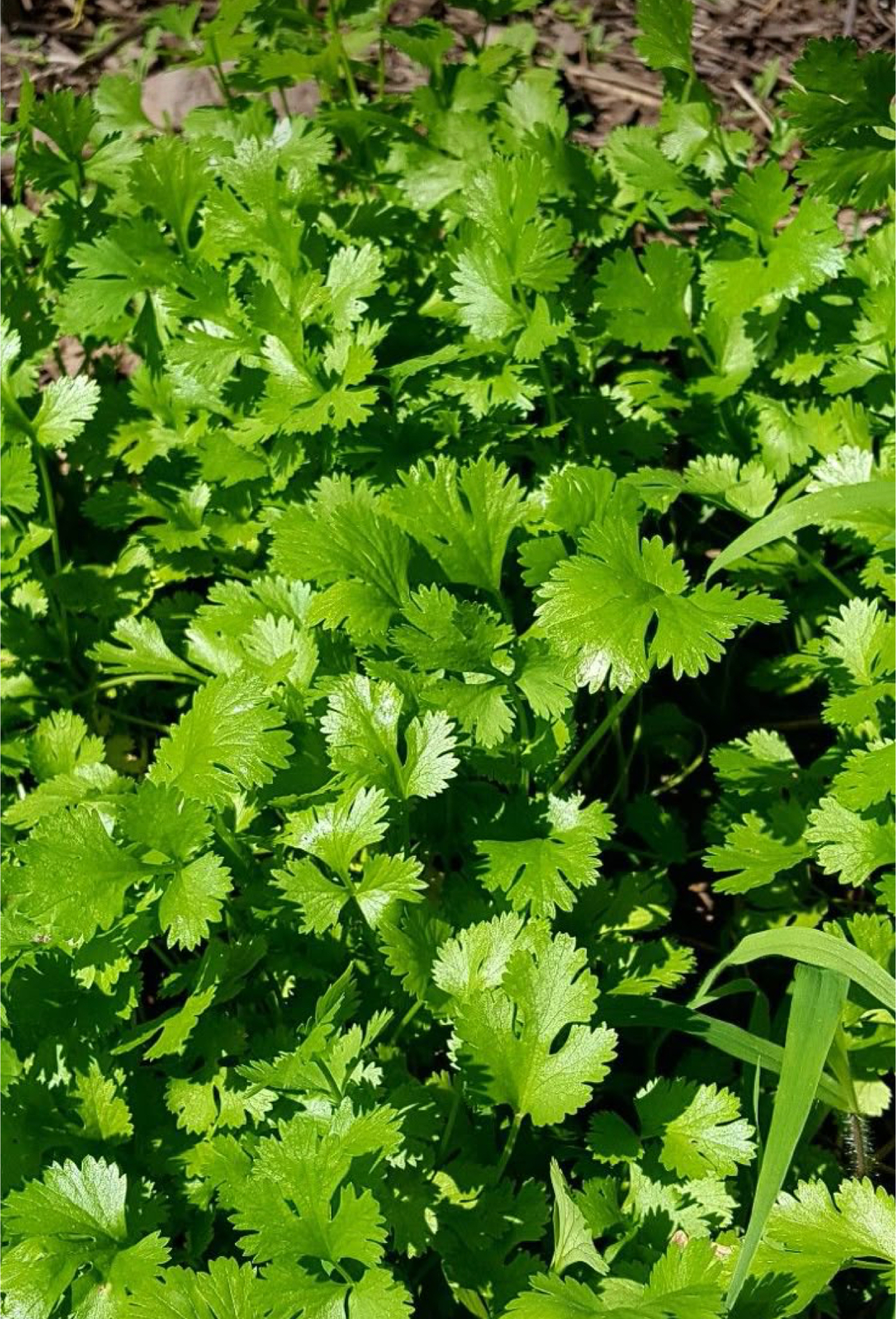 فروش جعفری تازه