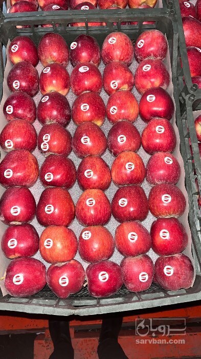 فروش سیب