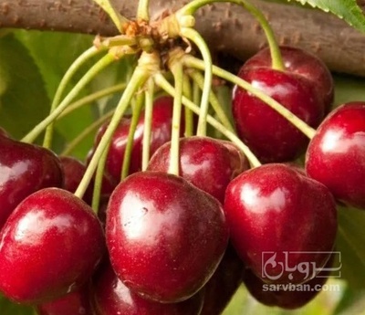 فروش گیلاس