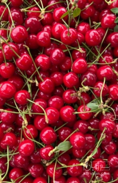 فروش آلبالو