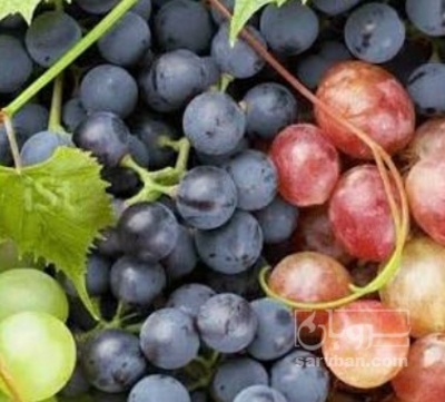 فروش انگور