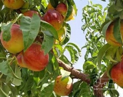 فروش شلیل