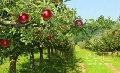 فروش سیب قرمز