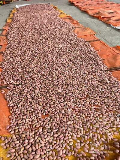 فروش بادام زمینی