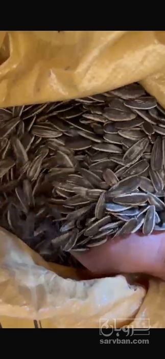 فروش تخمه آفتابگردان بود داده