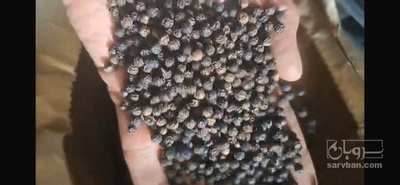 فروش پودر فلفل سیاه