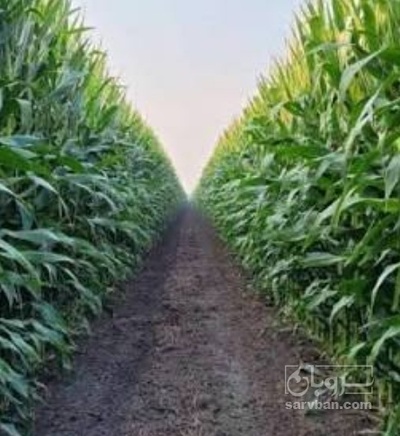 فروش چاپر ذرت - سیلاژ ذرت