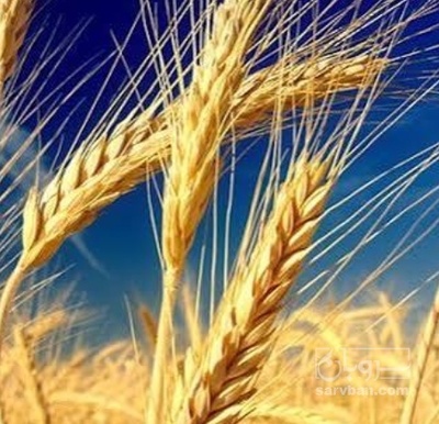 فروش گندم