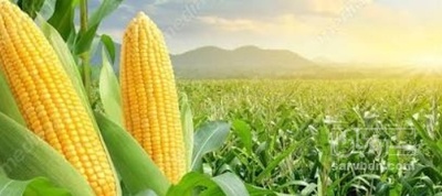 فروش چاپر ذرت - سیلاژ ذرت