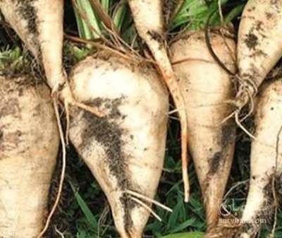 فروش چغندر قند