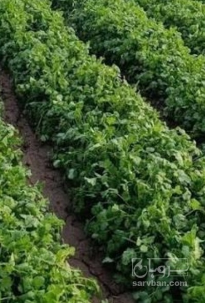 فروش گشنیز