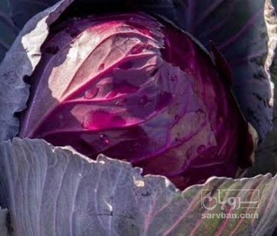 فروش کلم برگی بنفش