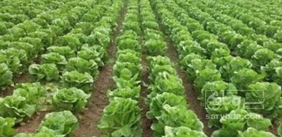 فروش کاهو ایسبرگ - آیسبرگ