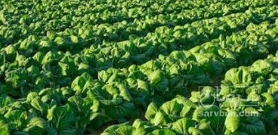 فروش کاهو ایرانی - رومانو