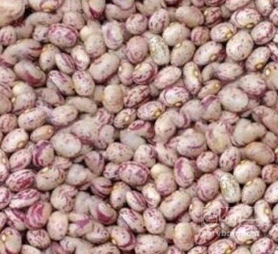 فروش لوبیا چیتی