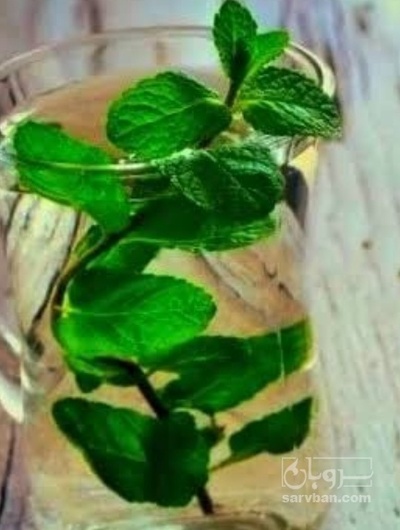 فروش عرق نعناع