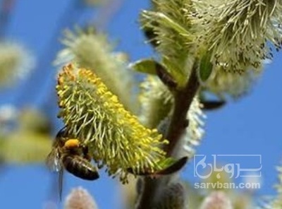 فروش عرق بیدمشک