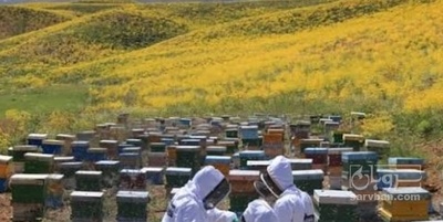 فروش عسل گون