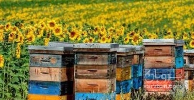 فروش عسل چهل گیاه