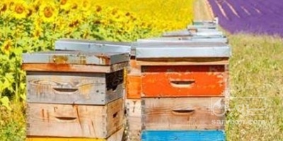 فروش عسل گشنیز