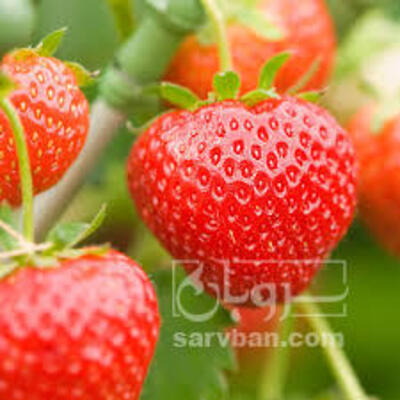 فروش توت فرنگی