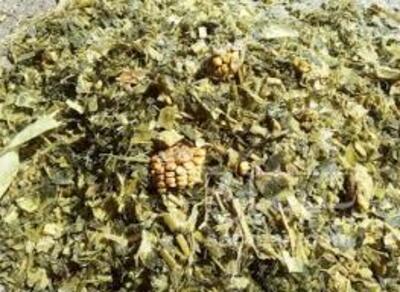 فروش ذرت علوفه ای چاپرشده