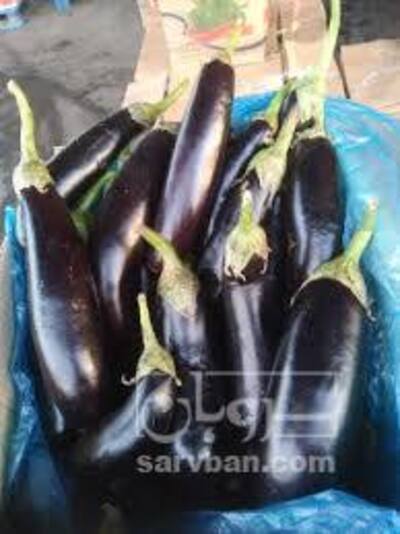 فروش بادمجان