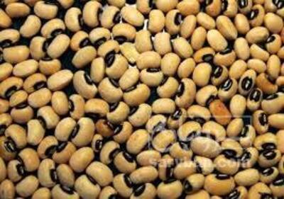 فروش لوبیا چشم بلبلی