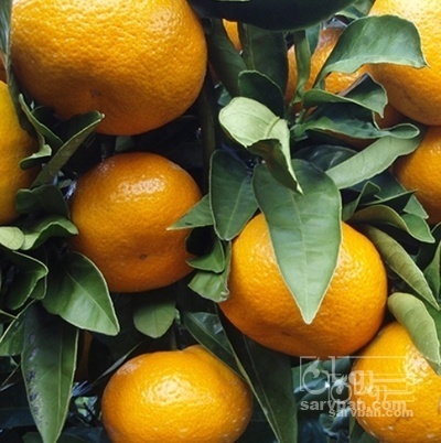 فروش نارنگی ژاپنی