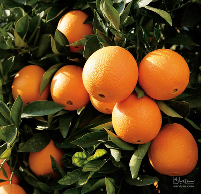 فروش پرتقال تامسون