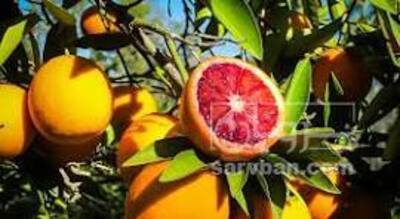 فروش پرتقال خونی