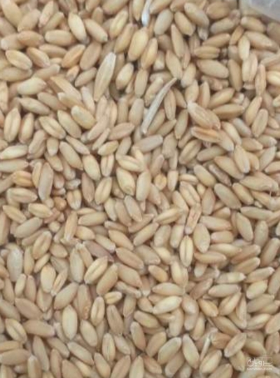 فروش گندم