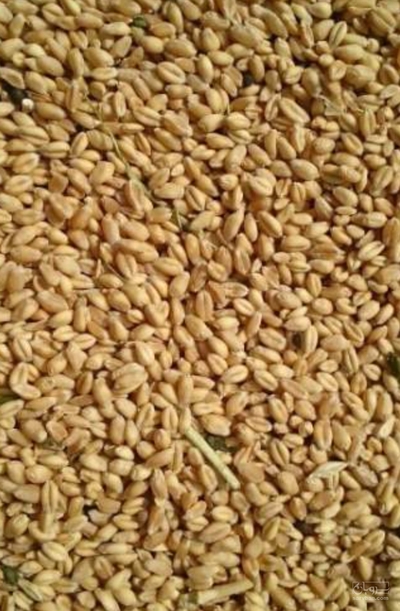 فروش گندم
