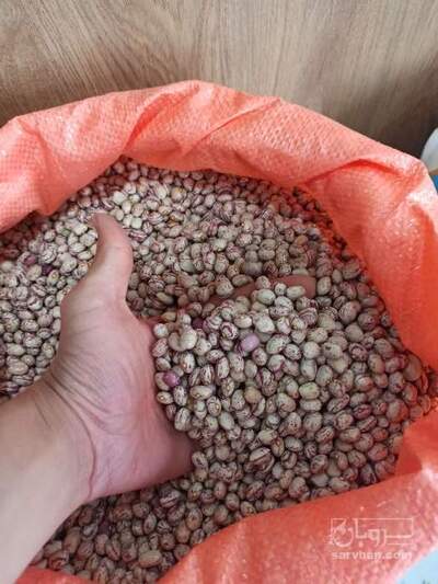 فروش لوبیا چیتی