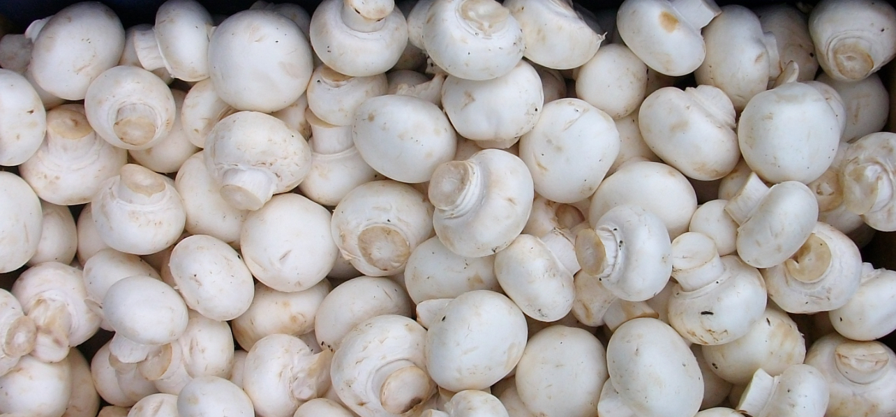 فروش قارچ دکمه ای