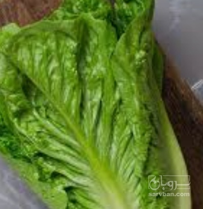 فروش کاهو ایرانی - رومانو