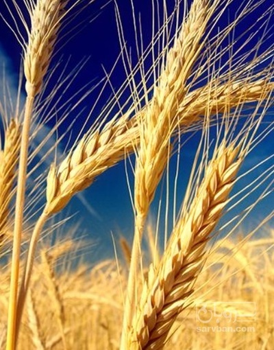 فروش گندم