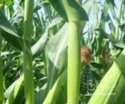 فروش چاپر ذرت - سیلاژ ذرت