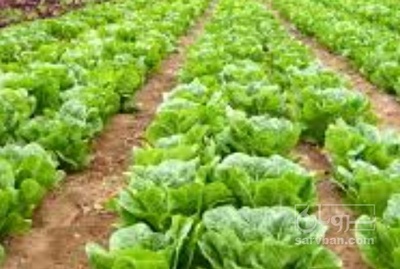 فروش کاهو ایرانی - رومانو