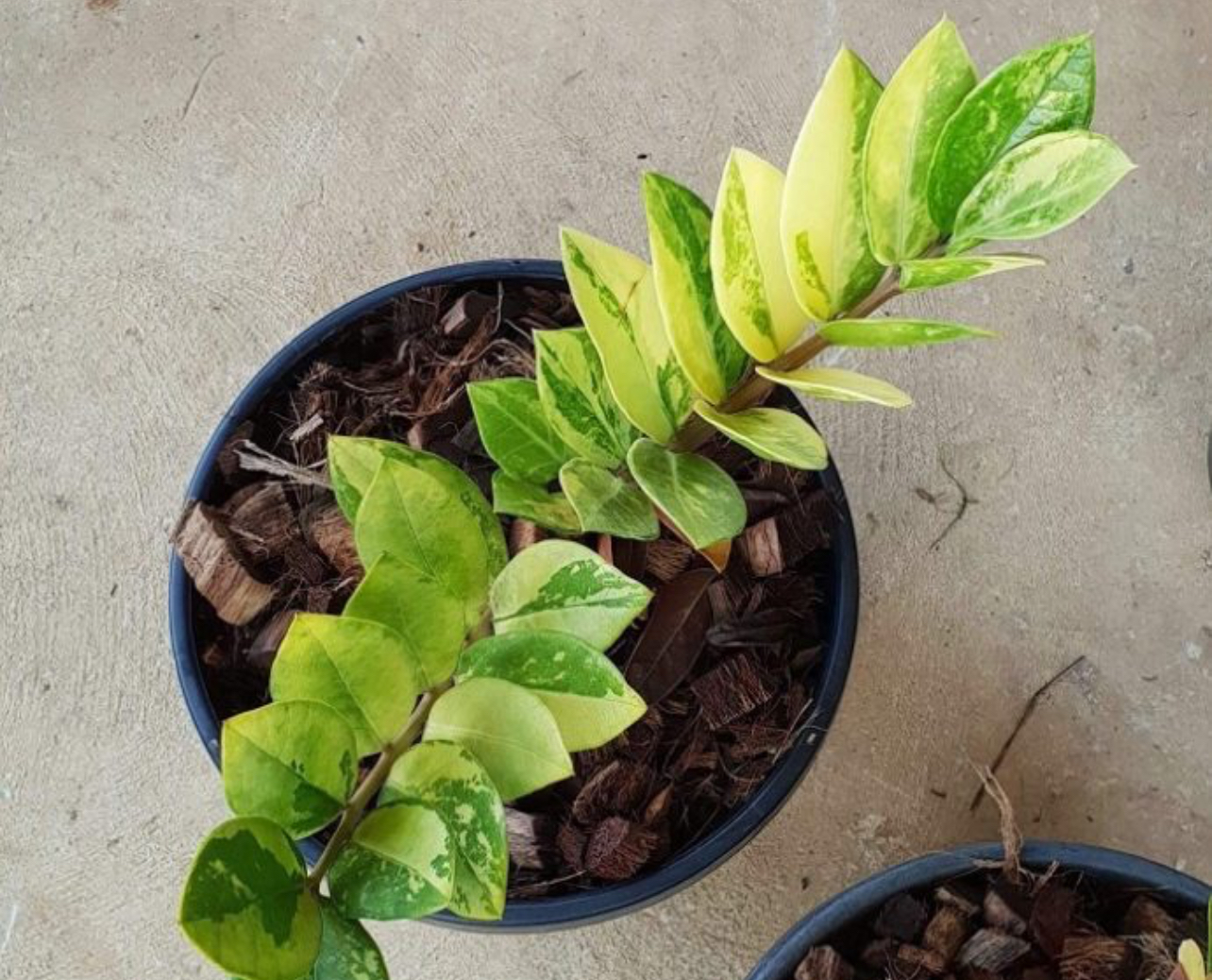 فروش انواع گل زاموفیلیا