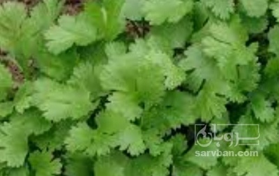 فروش گشنیز