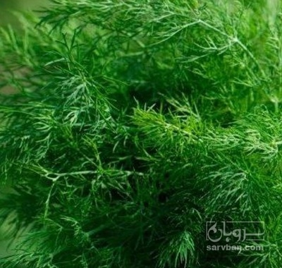 فروش شوید تازه