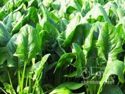 فروش اسفناج