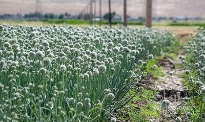 فروش پیازچه