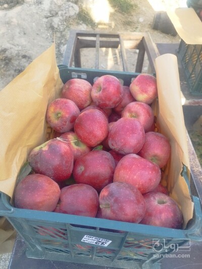 فروش سیب