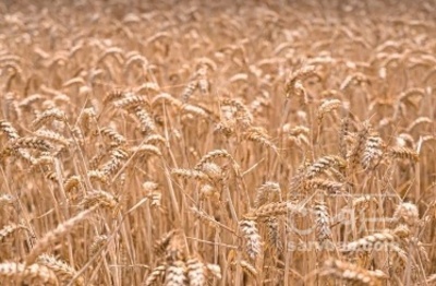 فروش گندم